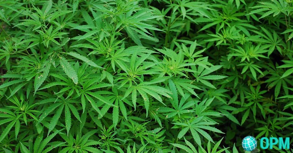 medical marijuana marketing